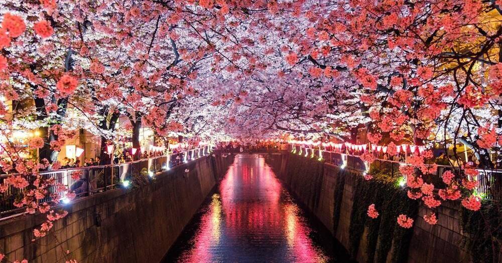 Rừng tre Arashiyama - Khung giờ không xếp hàng, lộ trình